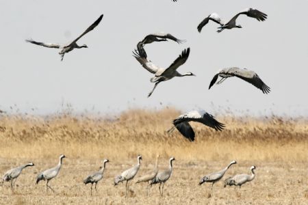 Migratory bird fly to N China's Qinhuangdao as enviroment improved