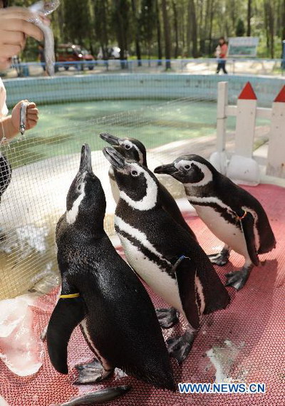 4 Magellanic Penguins settle down in Qinhuangdao wild life zoo