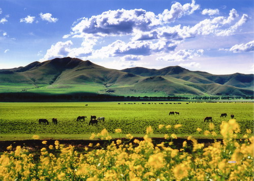 Bashang grasslands