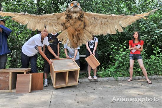 Eagle owls released back into wild