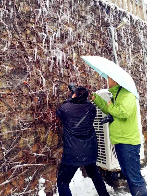 Snow makes Longmen Grottoes more beautiful