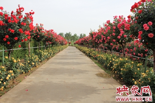 Chinese rose exhibition to add luster to Nanyang