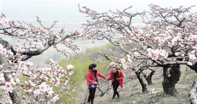 Flowers bloom in Nanyang as spring arrives