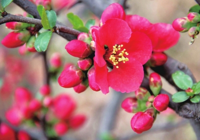 Xichuan county holds flower festival