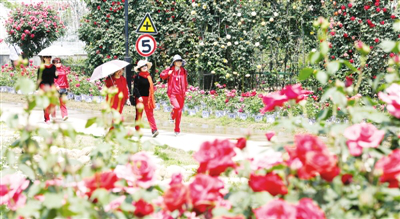 Ninth Chinese rose exhibition to open