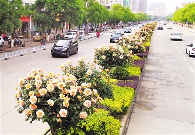 Ninth Chinese rose exhibition to open