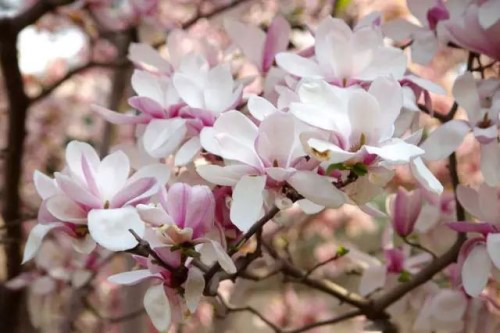 Herbal medicine planting helps Nanzhao escape poverty