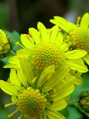 Wild chrysanthemums in Lushan come into high demand