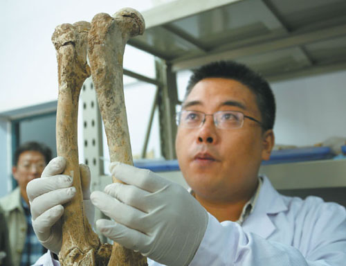 Bear skeleton used in ancient ritual