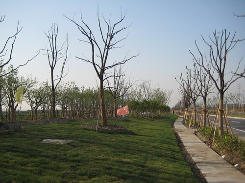 Afforestation in the Northern Section of Yan Hu Road in Smooth Progress