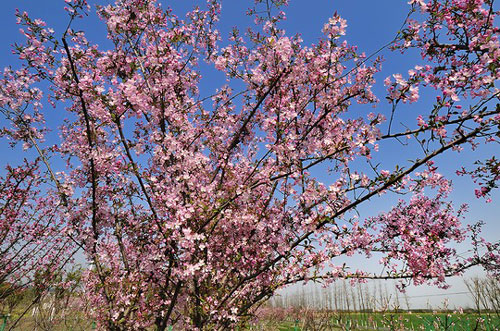 Crabapple flowers blossom in Huaqiao