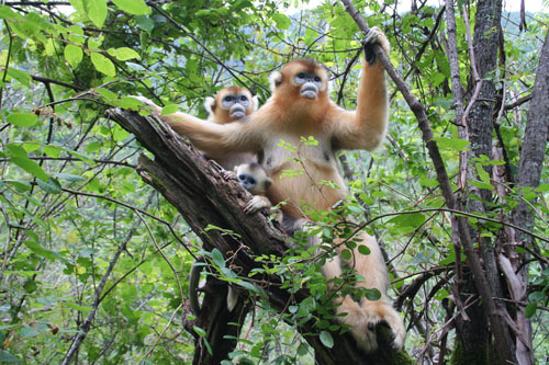 Shennongjia Natural Reserve