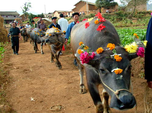 Ox King Festival, a common festival of Tujia and Miao ethnic groups