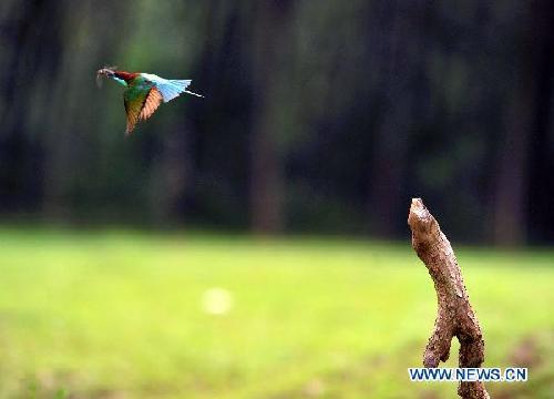 Fun in blue-throated bee-eaters' kingdom