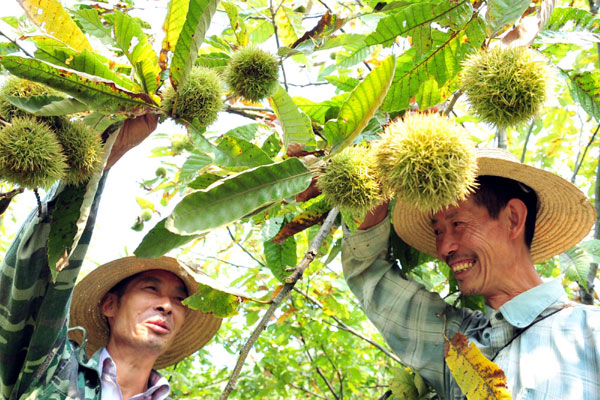 Good harvest is around China this autumn