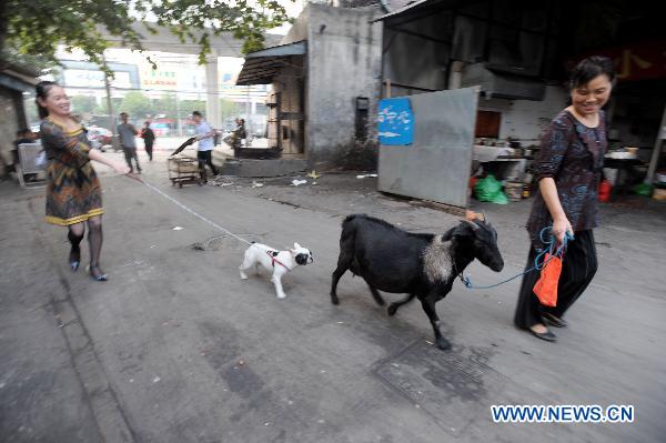 Unusual pet, a black goat!