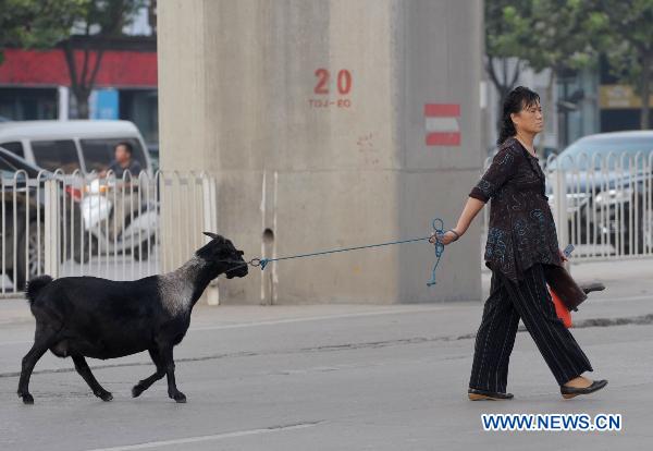 Unusual pet, a black goat!