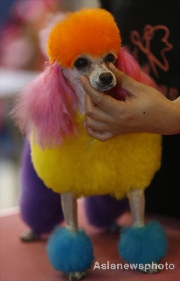 Pet dog show in Hubei province