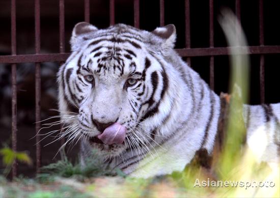 Zoo tries to find match for proud white tiger