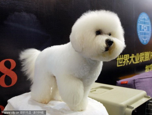 Pets Expo opens in Central China