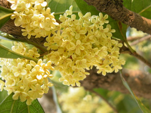 Xianning osmanthus