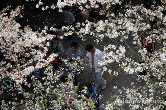 Cherry blossoms in full bloom in Wuhan
