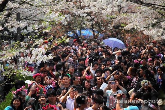 Cherry blossoms in full bloom in Wuhan