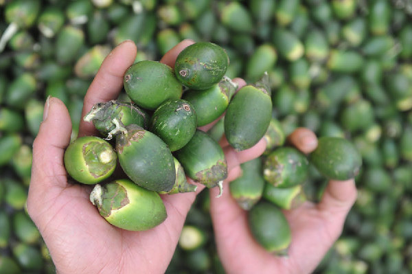 Hunan bans advertising of betel nuts