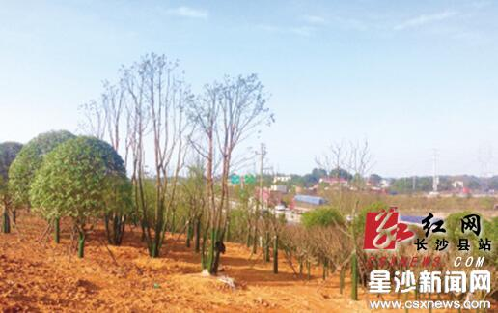 Changsha initiates new 'green city' plan