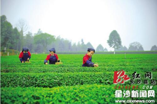 Changsha county hails the start of tea season