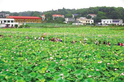 Chunhua town opens lotus festival