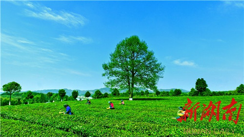 Booming tourism in Changsha county propels rural economy