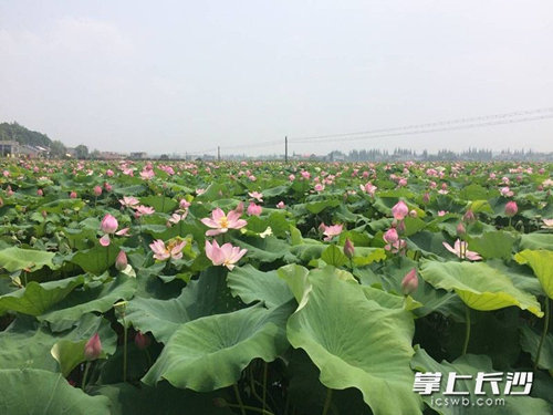 Lotus flowers in full-blossom awaits tourists