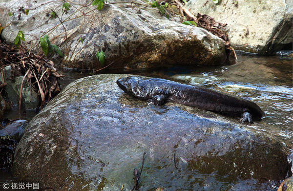 China demolishing hydro dams to protect endangered giant salamanders