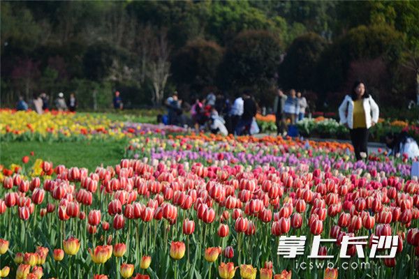 Hunan Forest Botanical Garden comes to life