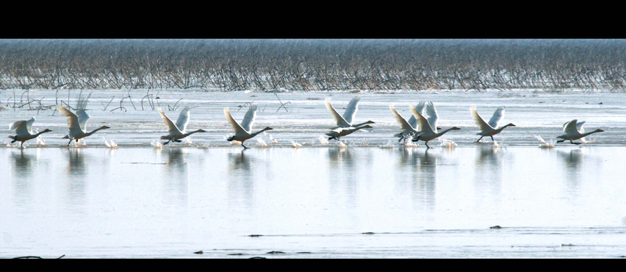 Nanhai Wetland Scenic Area