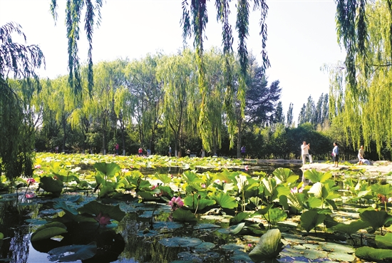 Lotuses bloom in Baotou