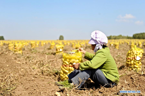 Potatoes in Inner Mongolia entered harvest season