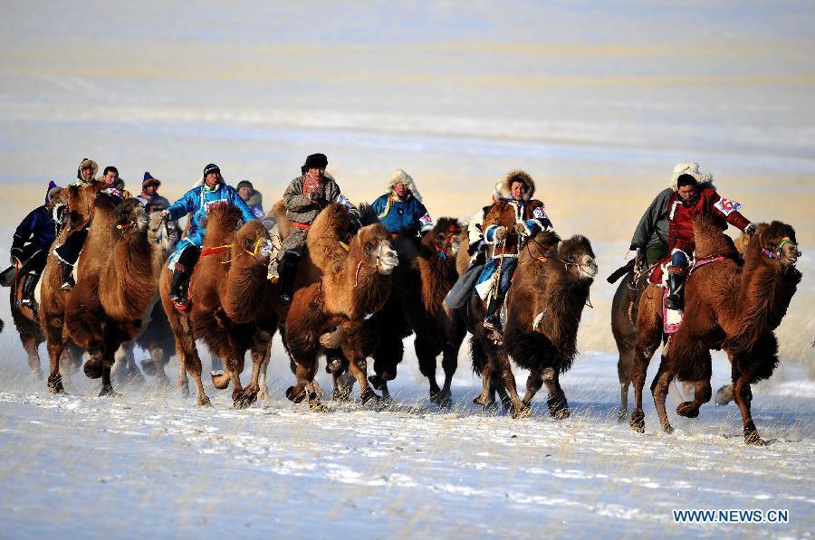 Camel culture festival held in N. China's Inner Mongolia