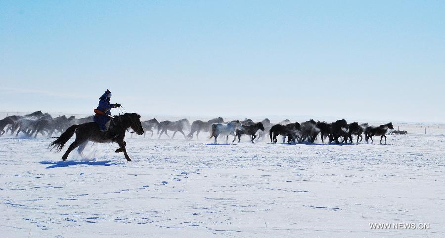 Horses in north China's Inner Mongolia