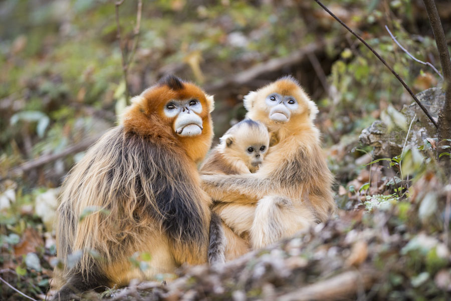 An ecological photographer’s works on golden snub-nosed monkeys