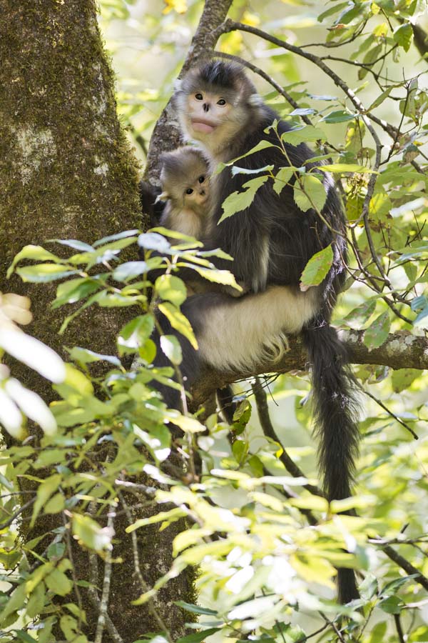 An ecological photographer’s works on golden snub-nosed monkeys