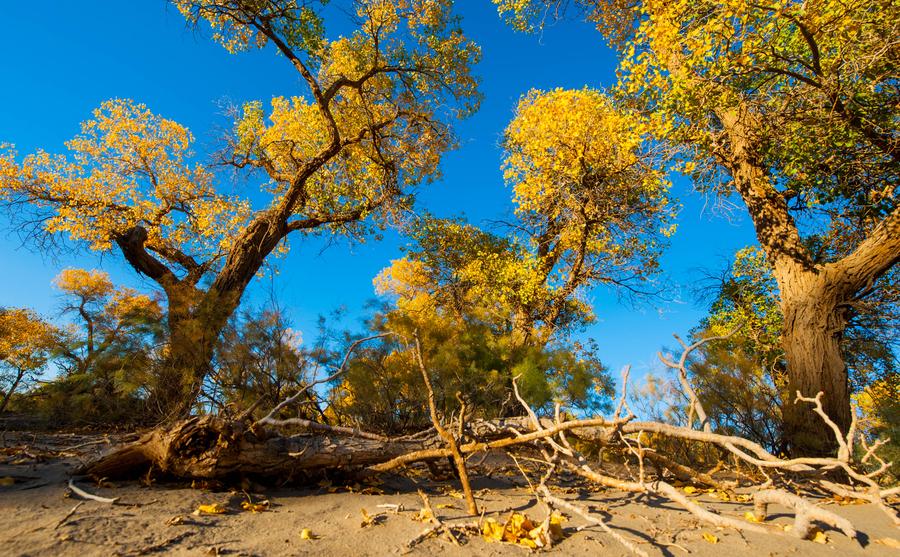 Scenery of desert poplar forest in Inner Mongolia