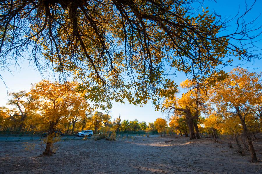 Scenery of desert poplar forest in Inner Mongolia