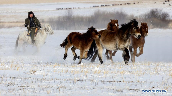 Herdsmen graze horses on snow-covered pasture of Hulunbuir