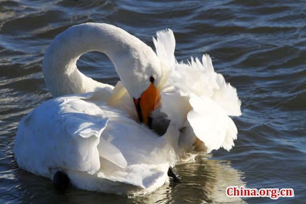 Swan nature reserve in Yandunjiao Village