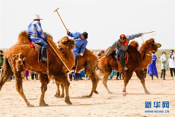 Gobi Red Bactrian camels race in Inner Mongolia