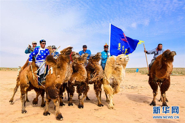 Gobi Red Bactrian camels race in Inner Mongolia