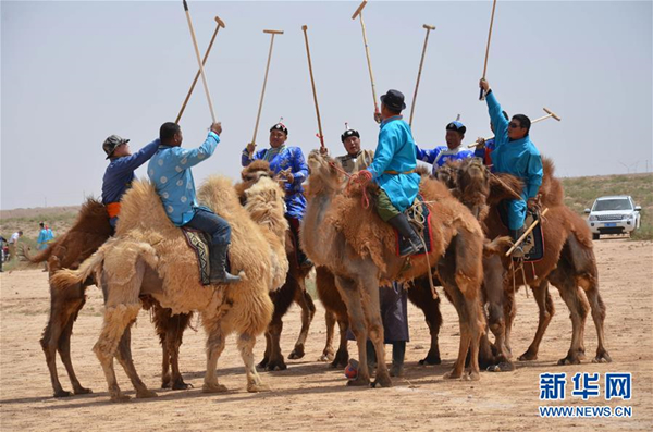 Gobi Red Bactrian camels race in Inner Mongolia