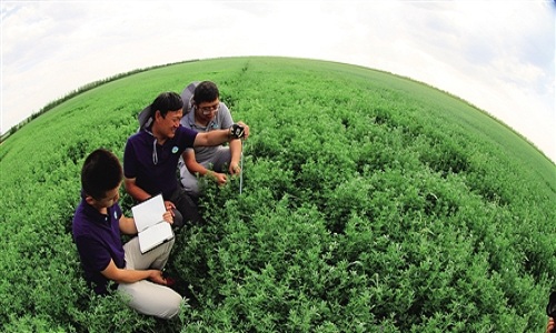 High-yield grasslands harvest in Hulunbuir